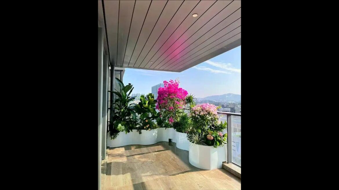 Create a beautiful balcony garden with just one bougainvillea #love life and love gardening #my bal Create a beautiful balcony garden with just one bougainvillea #love life and love gardening #my bal