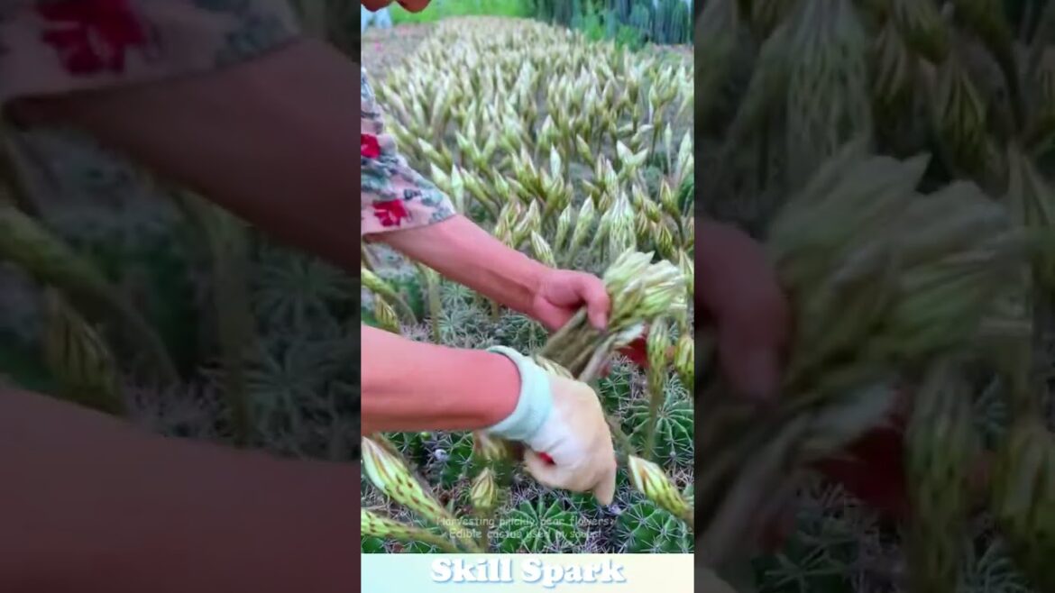Harvesting prickly pear flowers: Edible cactus used in soups! #vegetables  #planting