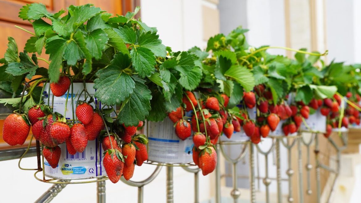 How to Grow Strawberries on Your Balcony – Easy Balcony Gardening Tips How to Grow Strawberries on Your Balcony - Easy Balcony Gardening Tips