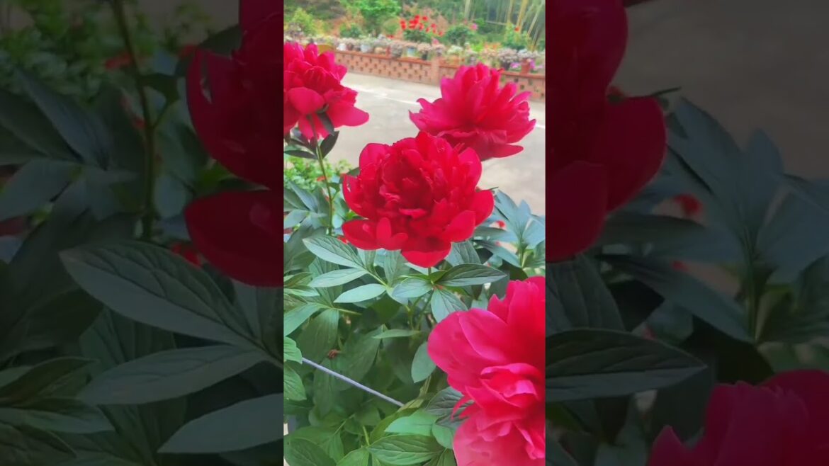 Outdoor Oasis on a Budget 🌴💰 #gardeningdecorideas #naturephotography #homedecor #Oasis #satisfying