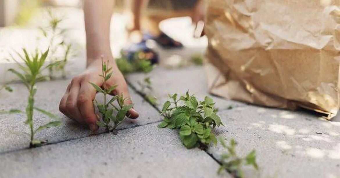 Patio weeds will vanish if you use ‘quick and easy’ method with cheap item Ipso logo