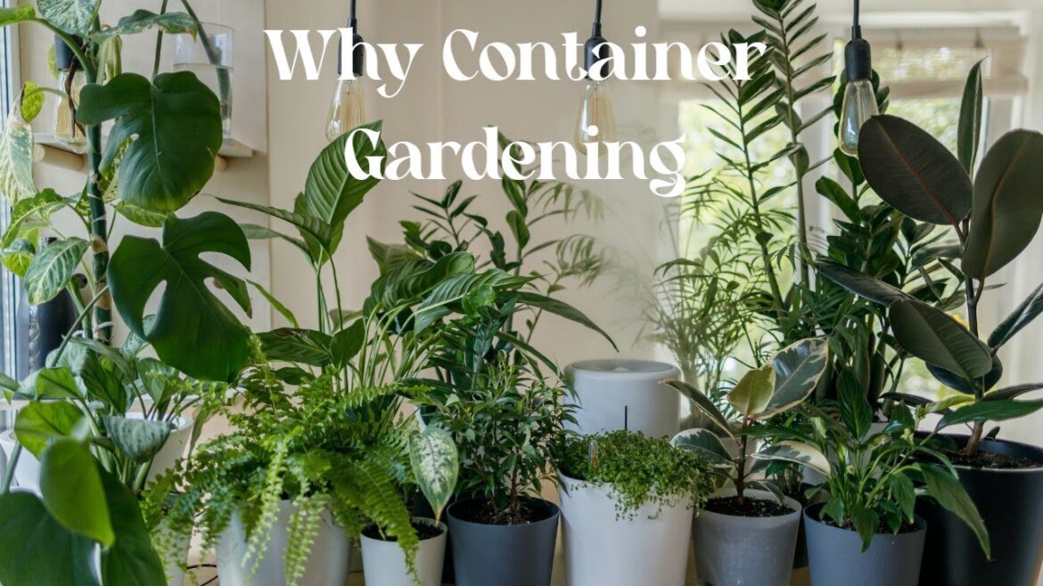 Why You Should Container Garden Why You Should Container Garden