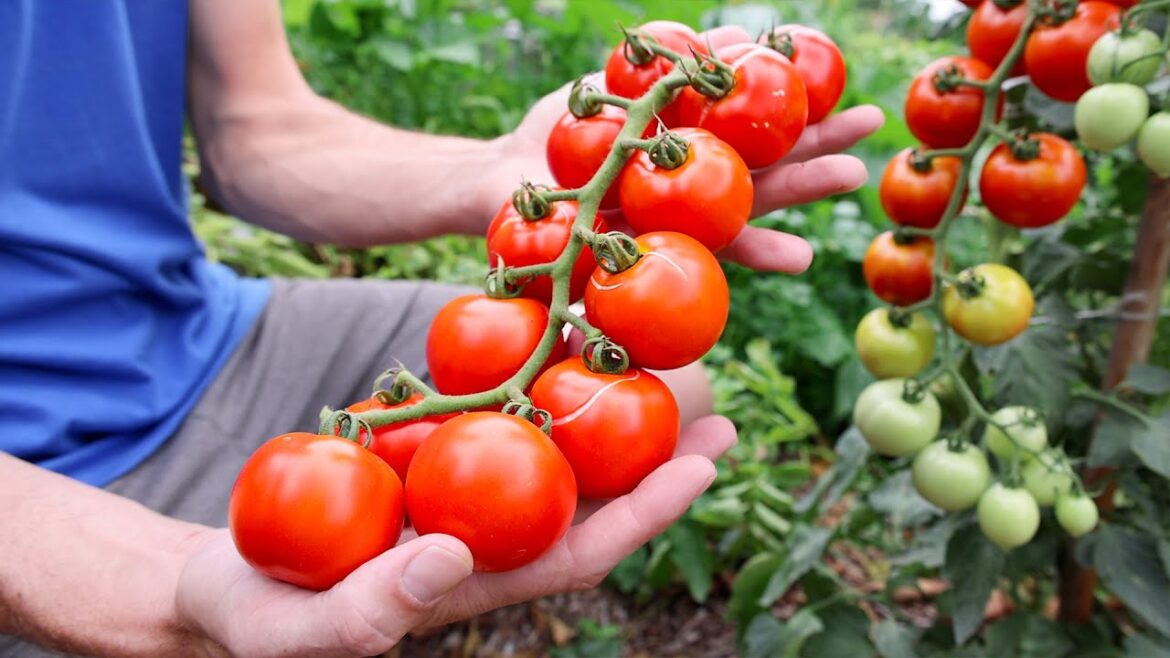 James Prigioni: Trick Tomatoes for Bigger Faster Fruit… Trick Tomatoes for Bigger Faster Fruit...
