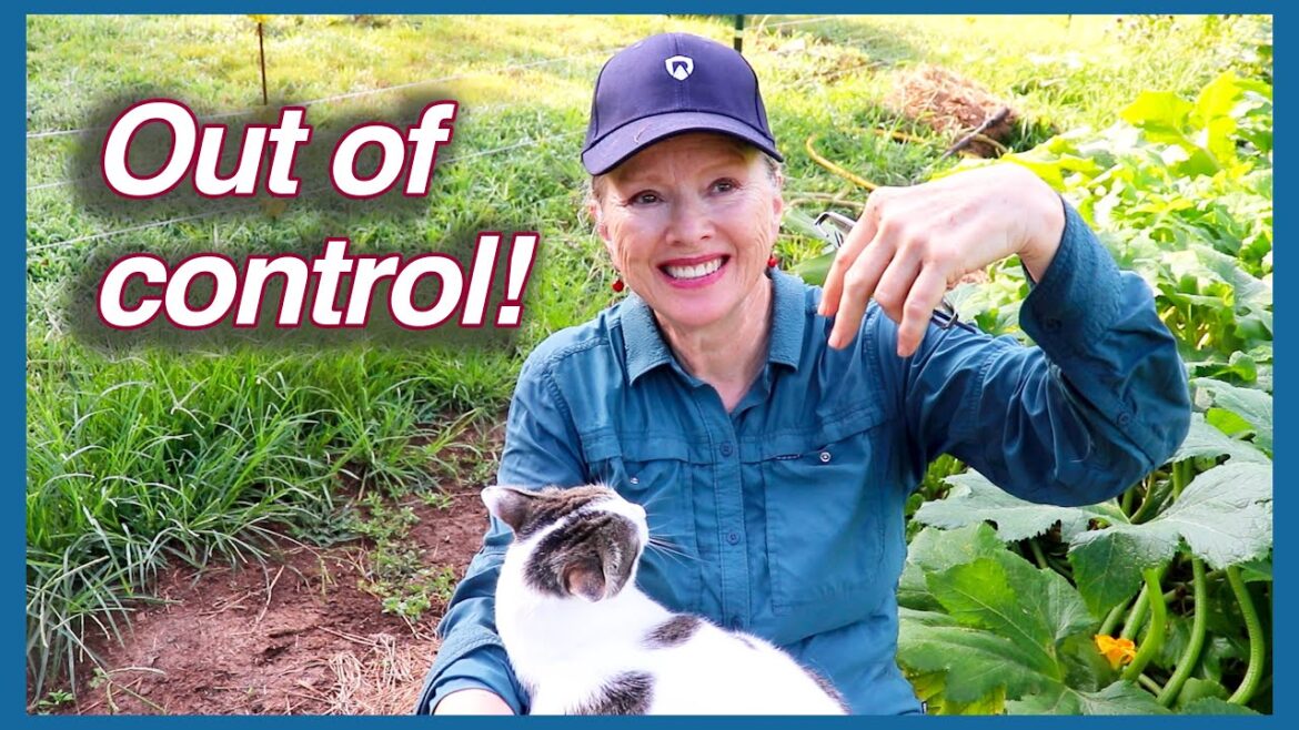 Kaye Kittrell: Gardens Gone Wild! Out of Control cucumbers, cat, WEEDS! Gardens Gone Wild! Out of Control cucumbers, cat, WEEDS!