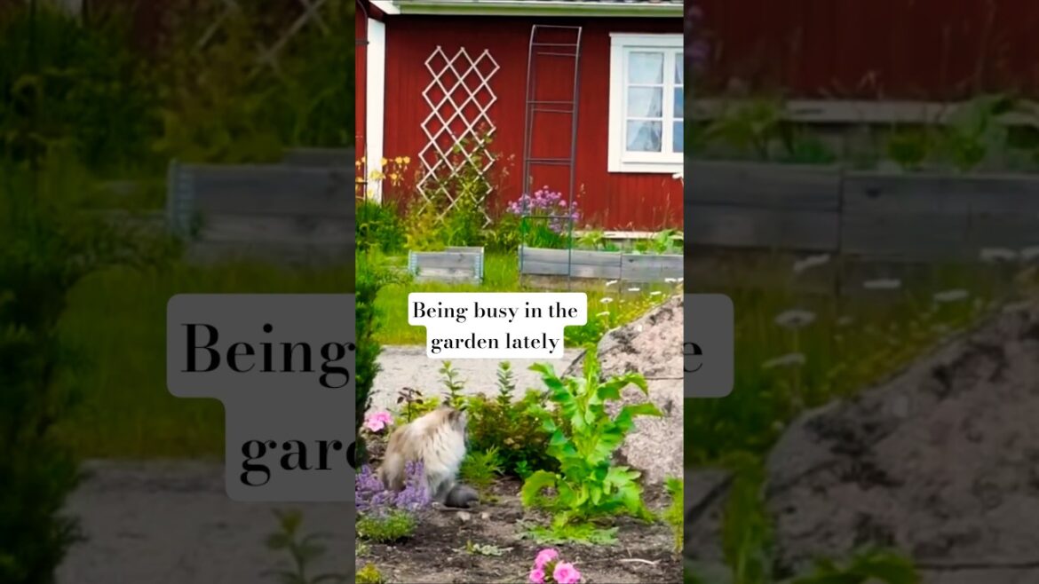 New obsession unlocked #gardendesign #perennialgarden  #treeplanting