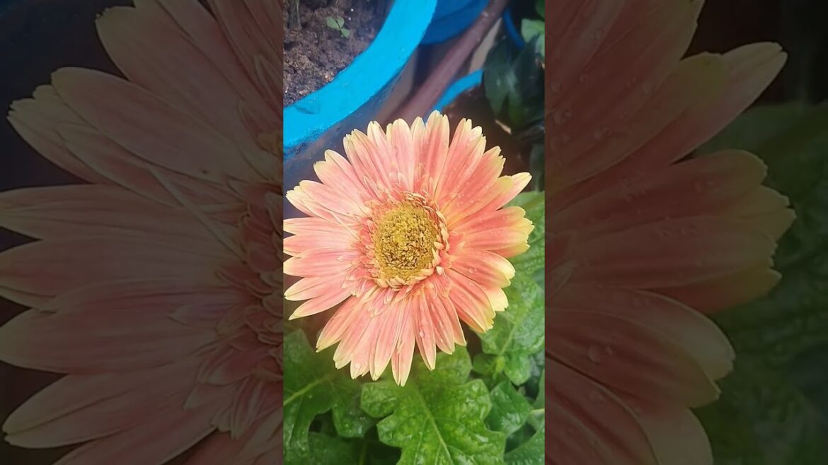 garden tips #gardening #garden #gardeningideas #ytshorts #newshort #newreels #gardenplants garden tips #gardening #garden #gardeningideas #ytshorts #newshort #newreels #gardenplants