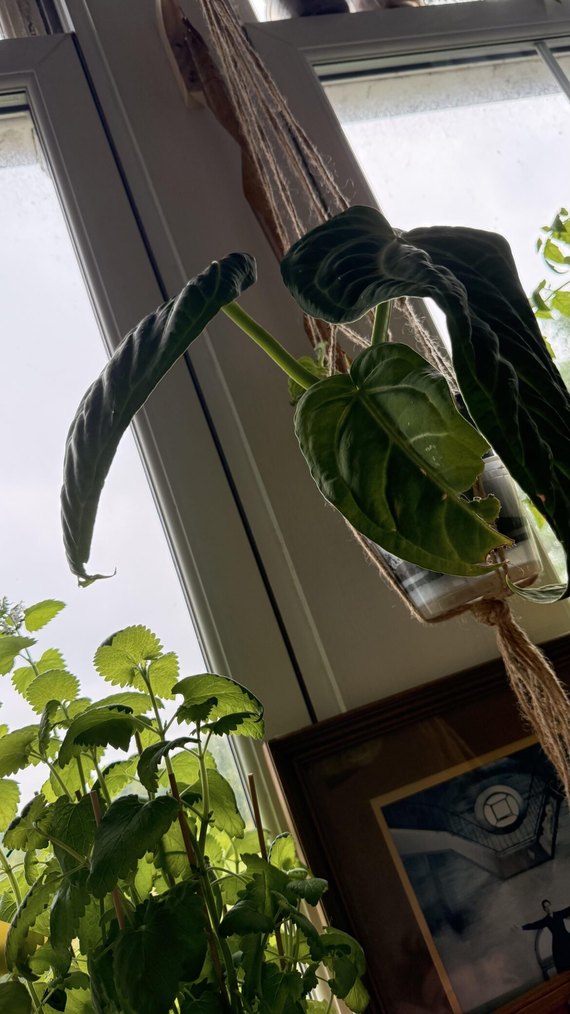 First anthurium villenaorum - damaged by seller