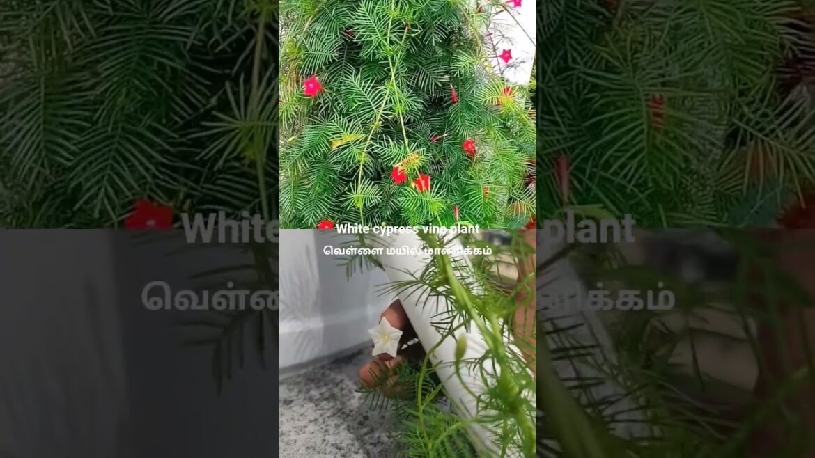 White cypress wine plant#shortsfeed #flowers #nature #gardening #shortsviral #trending