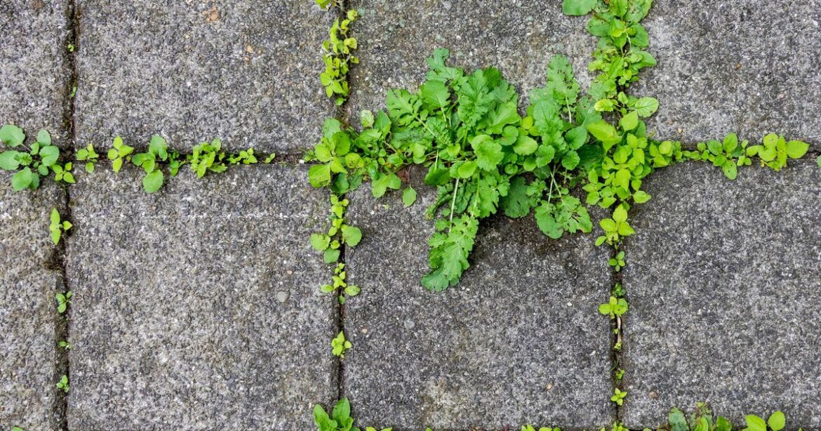 Garden patios will be ‘sparkling’ and weed-free if you use 35p item to clean Ipso logo