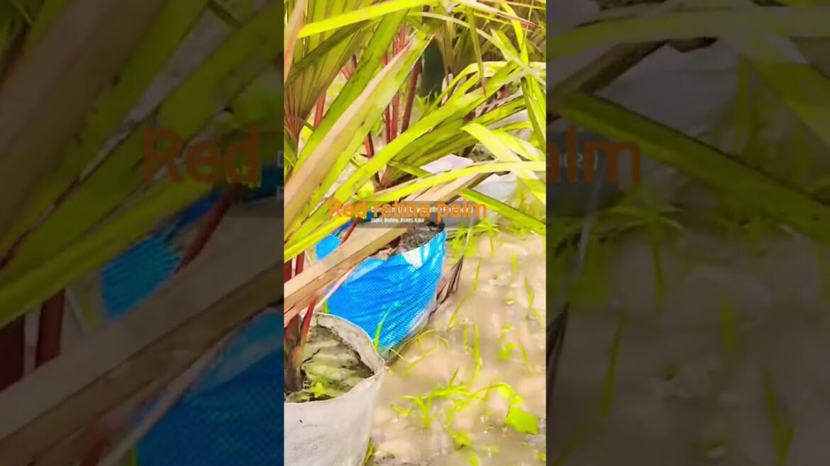 The Reality of Palm-Based Tech amazon palm story short palm pilot