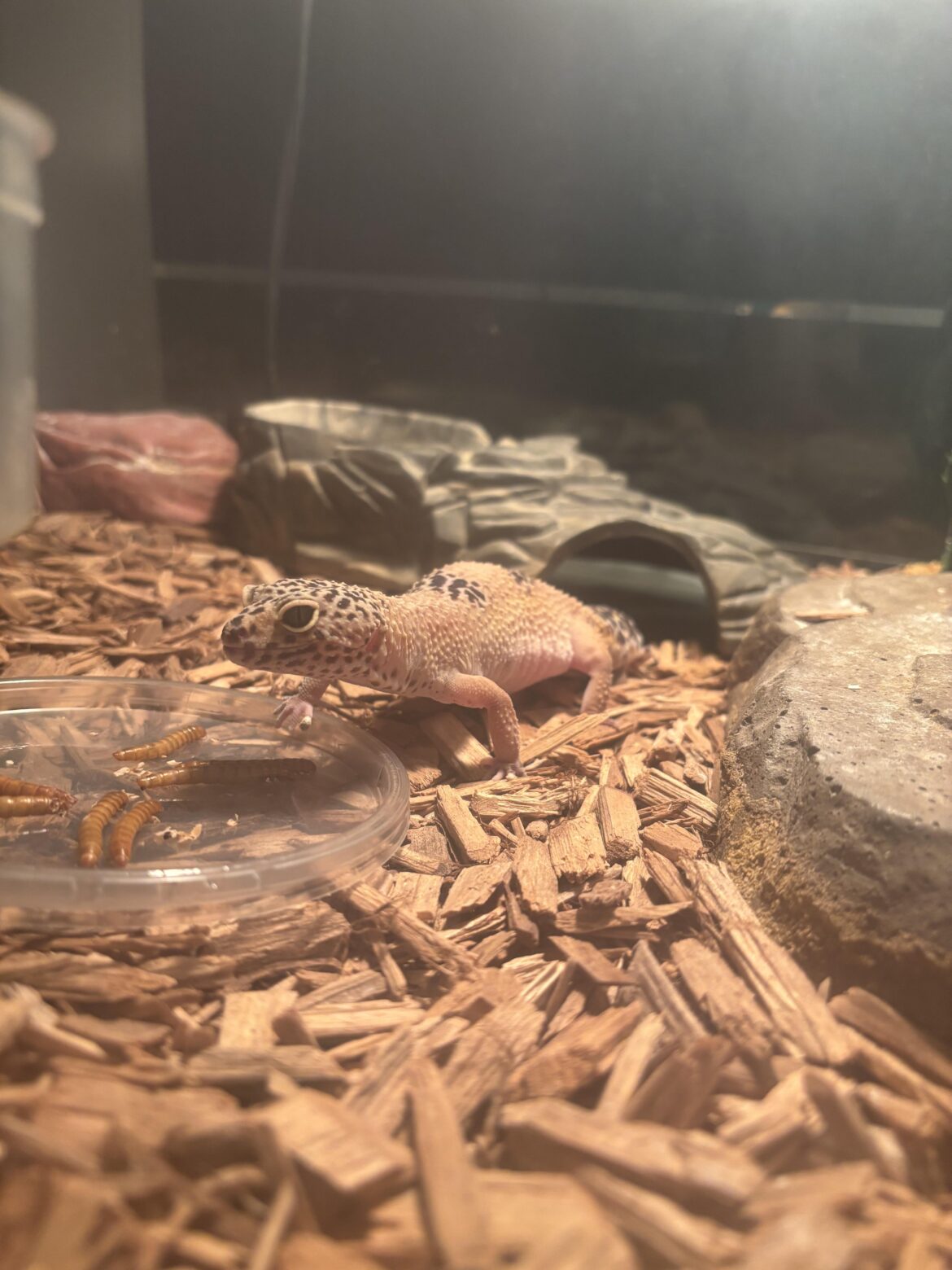 How do I keep my gecko lizard from being bored