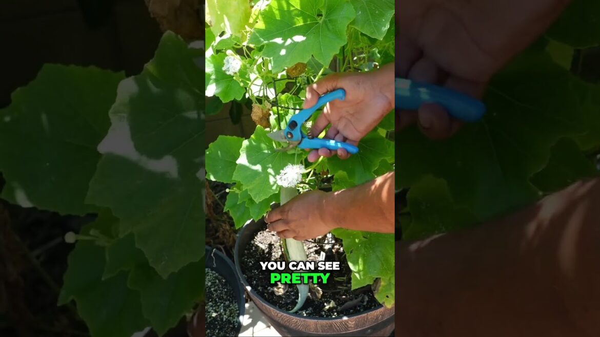 Homegrown Snake Gourd Harvest 🥒 | Fresh, Delicious & Easy to Grow!