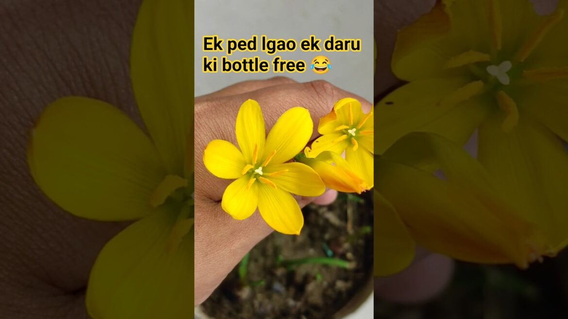 🌸tips to get flowers in rain lily। How to grow rain lily। rain lily plant care।#viral#rainlilyflower
