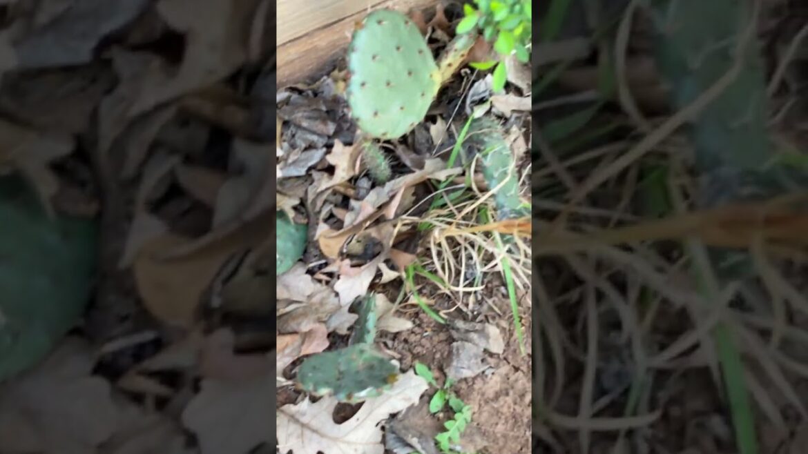 Dandelions and Nopales in my Backyard! #garden #now #fun #food #edible synergy! Dandelions and Nopales in my Backyard! #garden #now #fun #food #edible synergy!