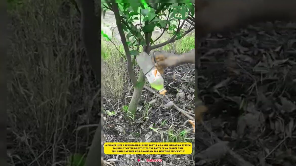 This simple method helps maintain soil moisture efficiently