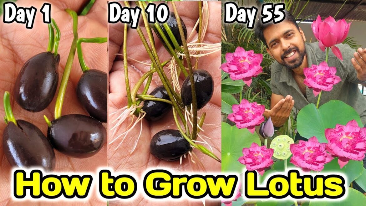 How to Grow Lotus from Seeds (6 Hacks) | Grow lotus from Rhizome How to Grow Lotus from Seeds (6 Hacks) | Grow lotus from Rhizome