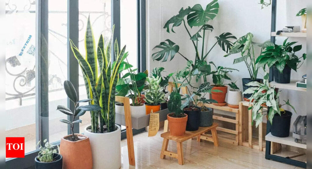 10 Jade plant varieties that bring positive energy and style to your home |
