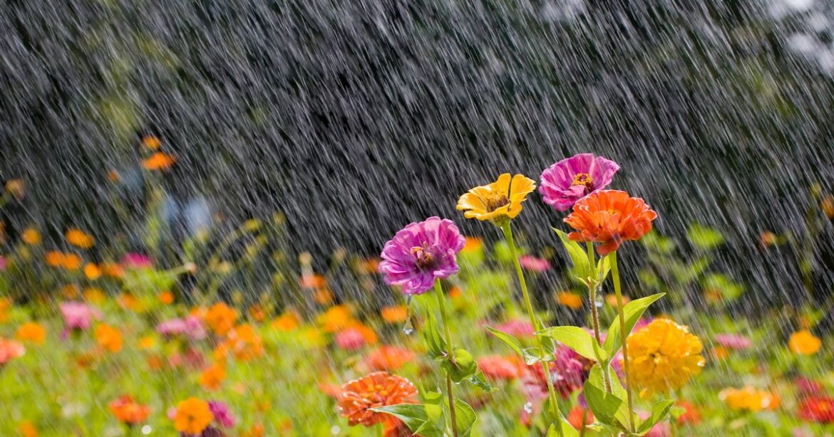 Stop garden plants from wilting with 1 simple check even after it rains Ipso logo