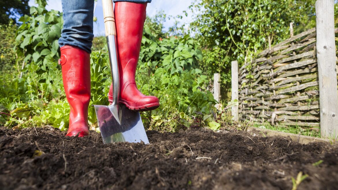 I’m a gardening expert, the flower everyone should plant on their plot to keep pests away