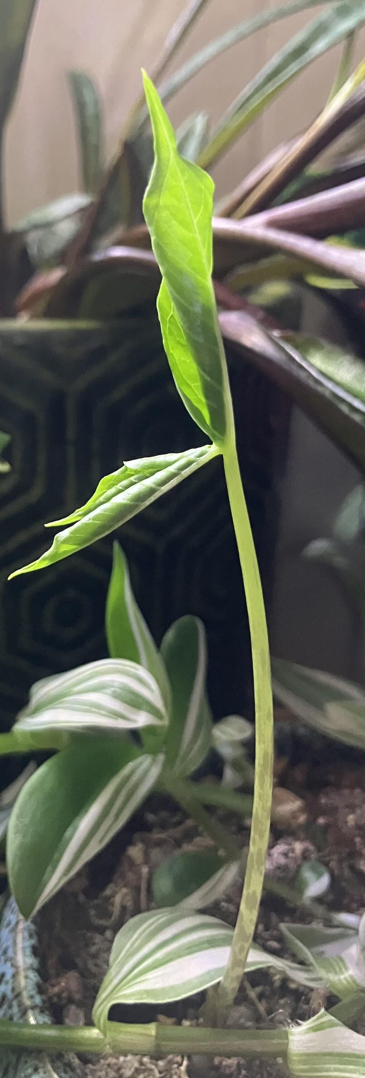 Sauromatum venosum