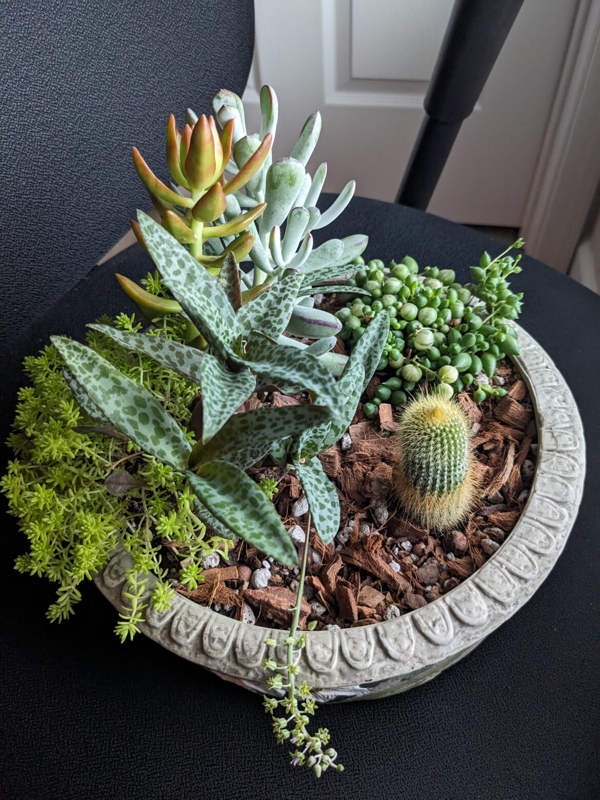 Grandparents gifted me this for my birthday. How do I keep them alive? Grandparents gifted me this for my birthday. How do I keep them alive?