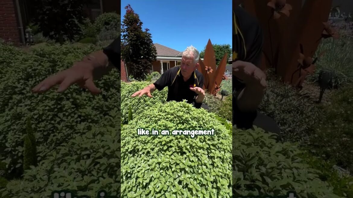 Can’t Be Bothered with Trimming? Plant Golf Ball Pittosporum. Can’t Be Bothered with Trimming? Plant Golf Ball Pittosporum.