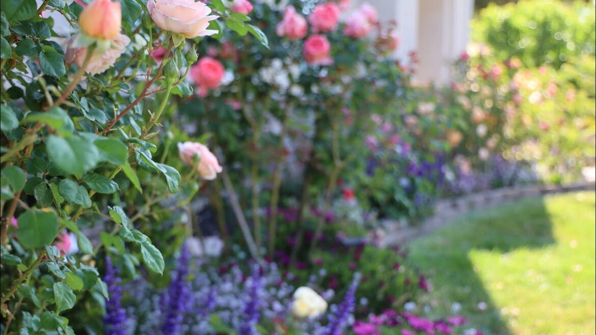 2025 Rose Garden Tour -  Front Yard -  Rose Collection Part 1 - With Names - Zone 9b - 4K