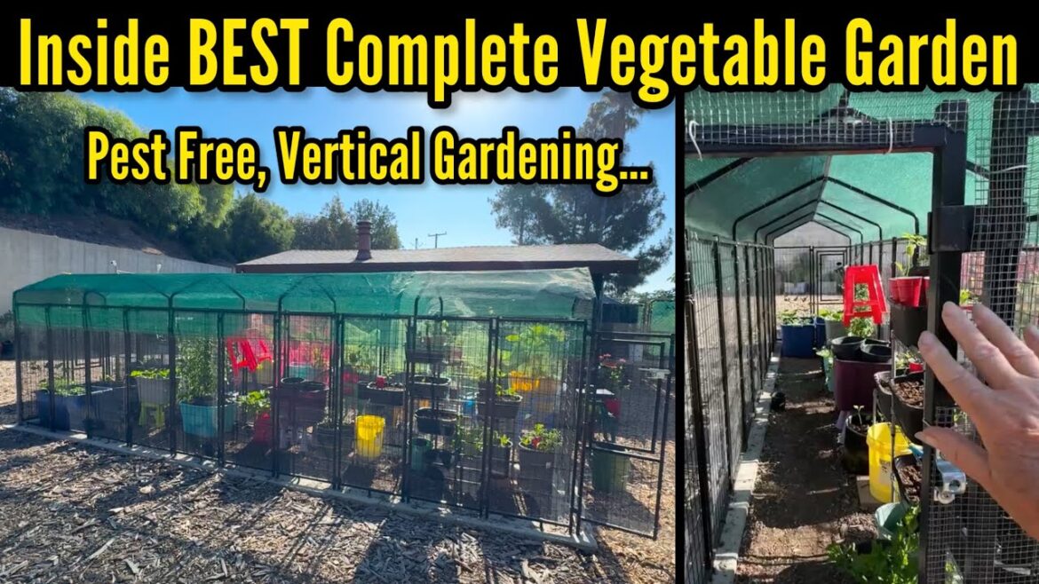 BEST Vegetable Raised Garden Bed Container Planters & Vertical Gardening Keep Pests Out *Dog Kennel BEST Vegetable Raised Garden Bed Container Planters & Vertical Gardening Keep Pests Out *Dog Kennel