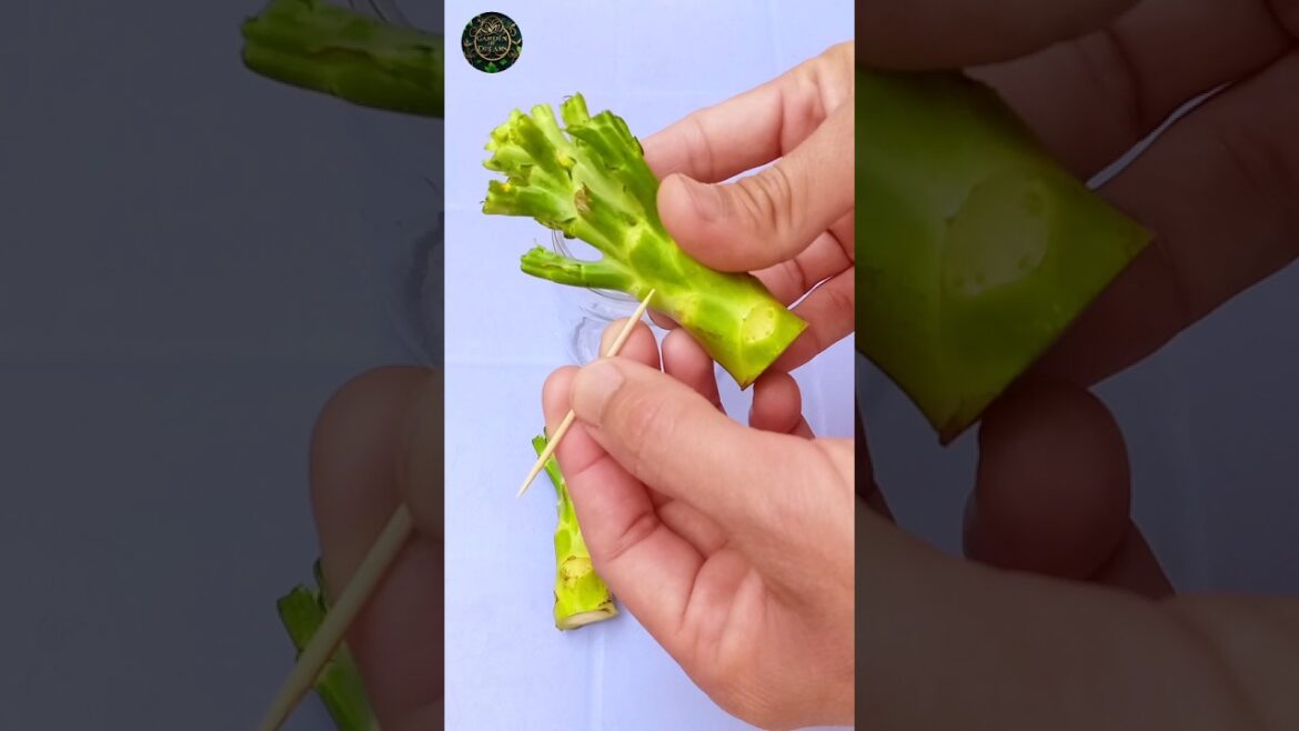 How to Grow Broccoli from Stem Scraps #shorts #gardening #tips