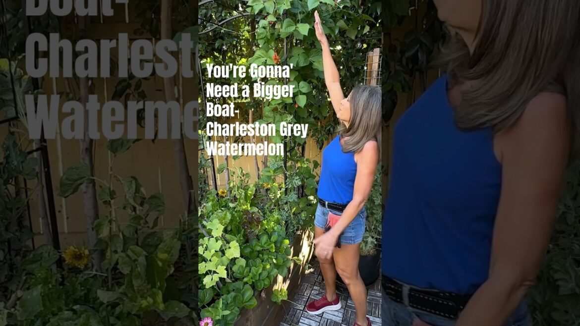 Charleston Grey Watermelon Tips