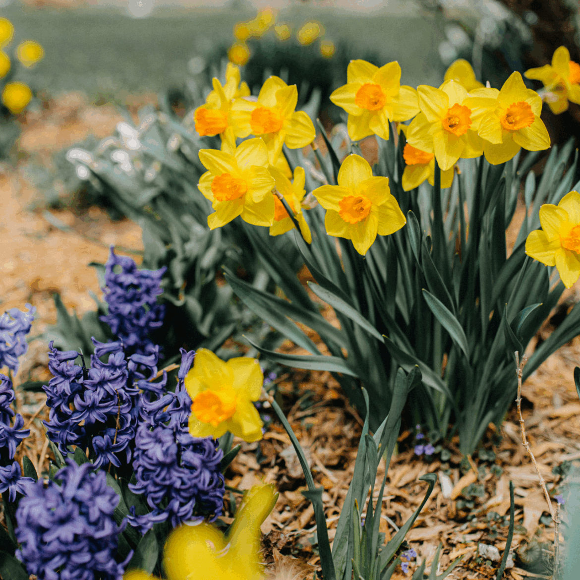 Experts reveal the one garden task that helps plants… Experts reveal the one garden task that helps plants…