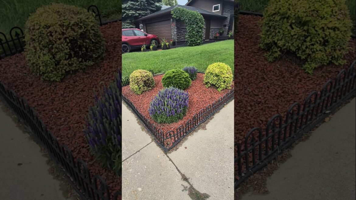 SHRUBS,FLOWERS FRONT YARD GARDEN DECORATIONS