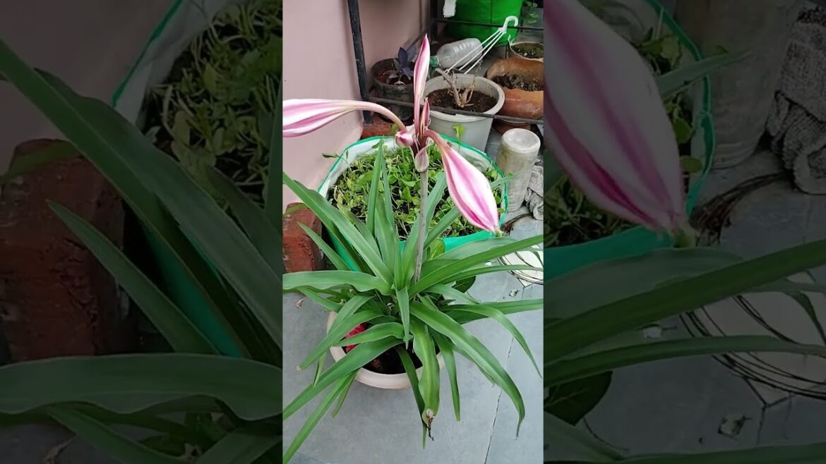 white and pink lilly #trending #flowergarden #funny #viralvideo #garden #shortvideo white and pink lilly #trending #flowergarden #funny #viralvideo #garden #shortvideo