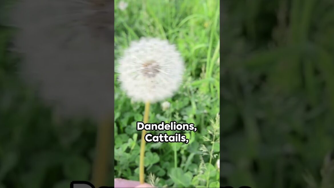 Foraging Fundamentals: how to identify wild edible plants to forage #shtf #survivalskills #shorts