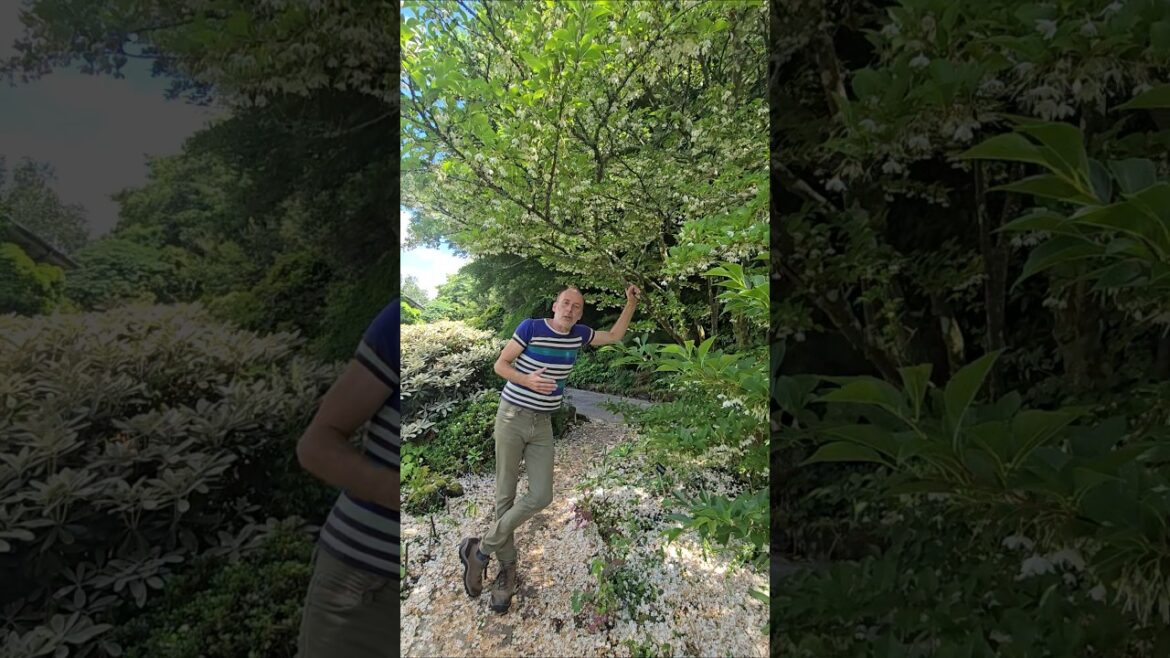 Japanese Bell Flower (styrax japonica) #arboretum #floweringtrees #gardening #ideas #scented #wow Japanese Bell Flower (styrax japonica) #arboretum #floweringtrees #gardening #ideas #scented #wow