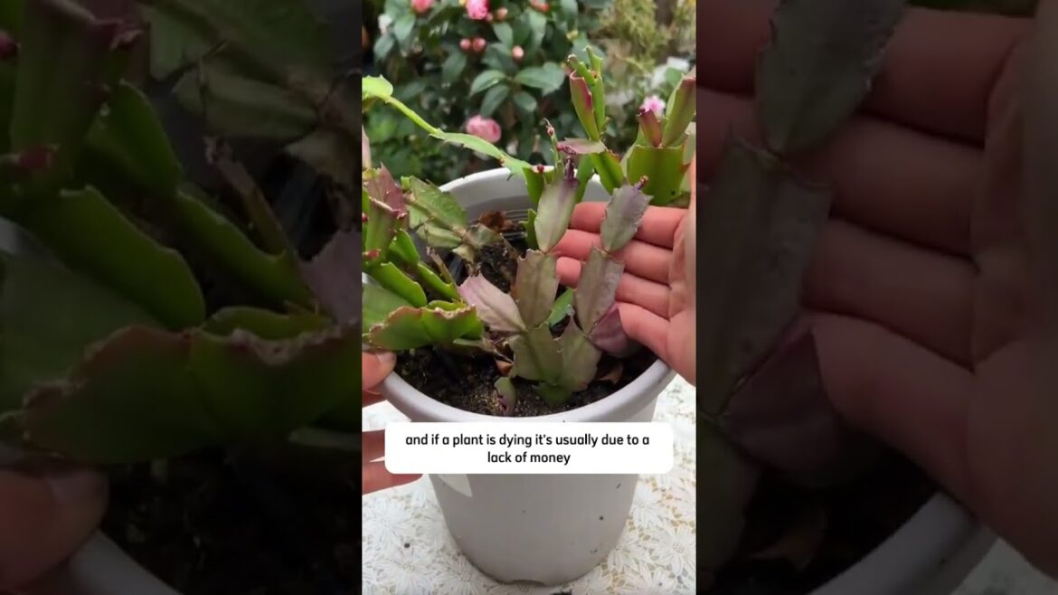 #lakshivgardening #gardendesign #gardenlandscaping #gardening #organicgardening #terracegardenindia #lakshivgardening #gardendesign #gardenlandscaping #gardening #organicgardening #terracegardenindia