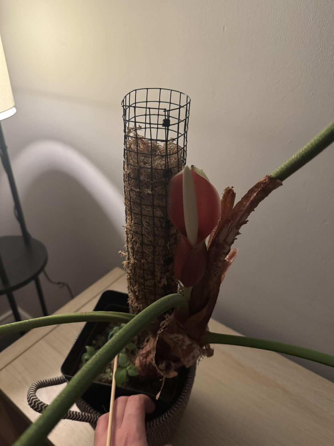Philodendron El Choco Red flowering