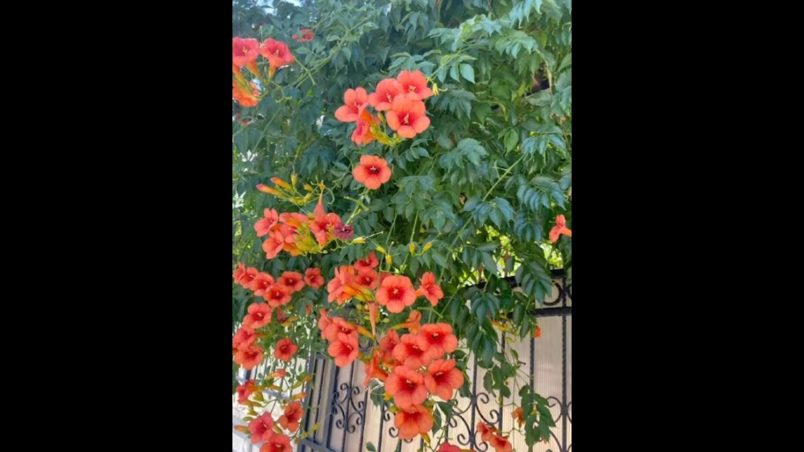 Orange ticoma wine#trendingreels #trending shorts#viralreels #viralshort #youtubeshorts #gardening