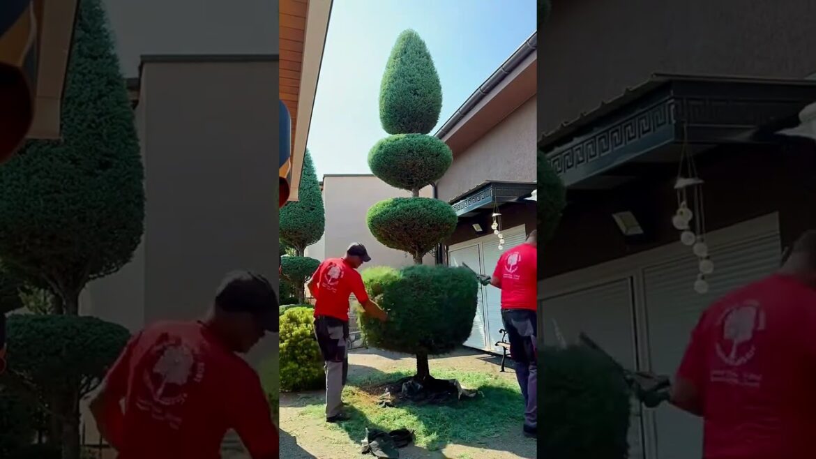 #landscape #lawncare #satisfying #gardendesign