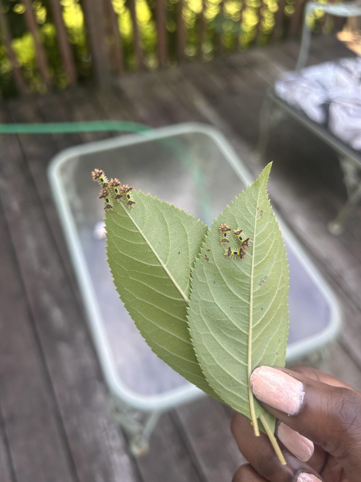 whose eating my cherry blossom leaves?