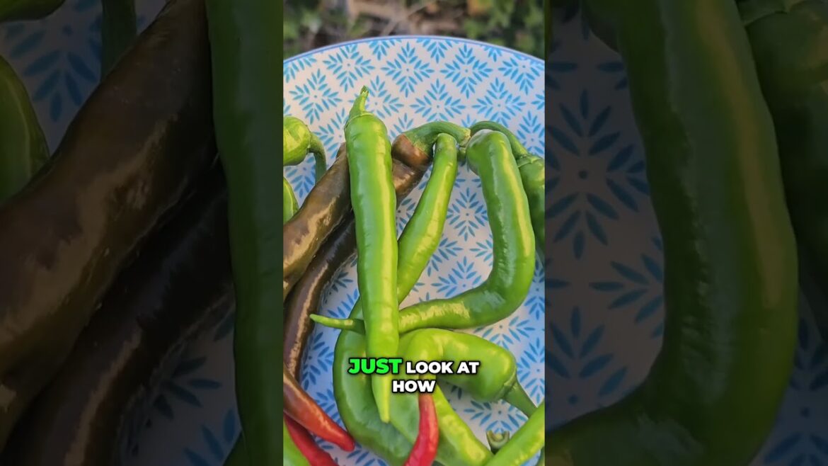Epic Pepper Harvest! 🌶️ Cow Horn, Marconi & Bell Pepper Bounty