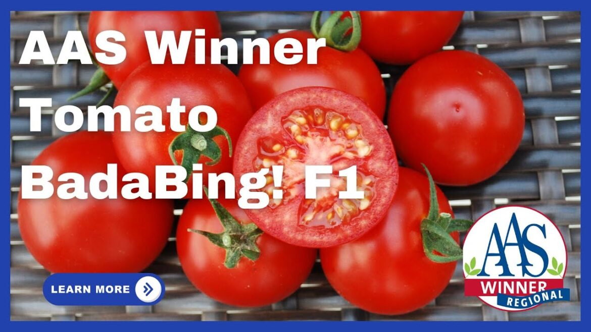 All-America Selections Flowers & Vegetables: 🍅 Meet the AAS Winner: Tomato Bada Bing F1! 🏆 🍅 Meet the AAS Winner: Tomato Bada Bing F1! 🏆