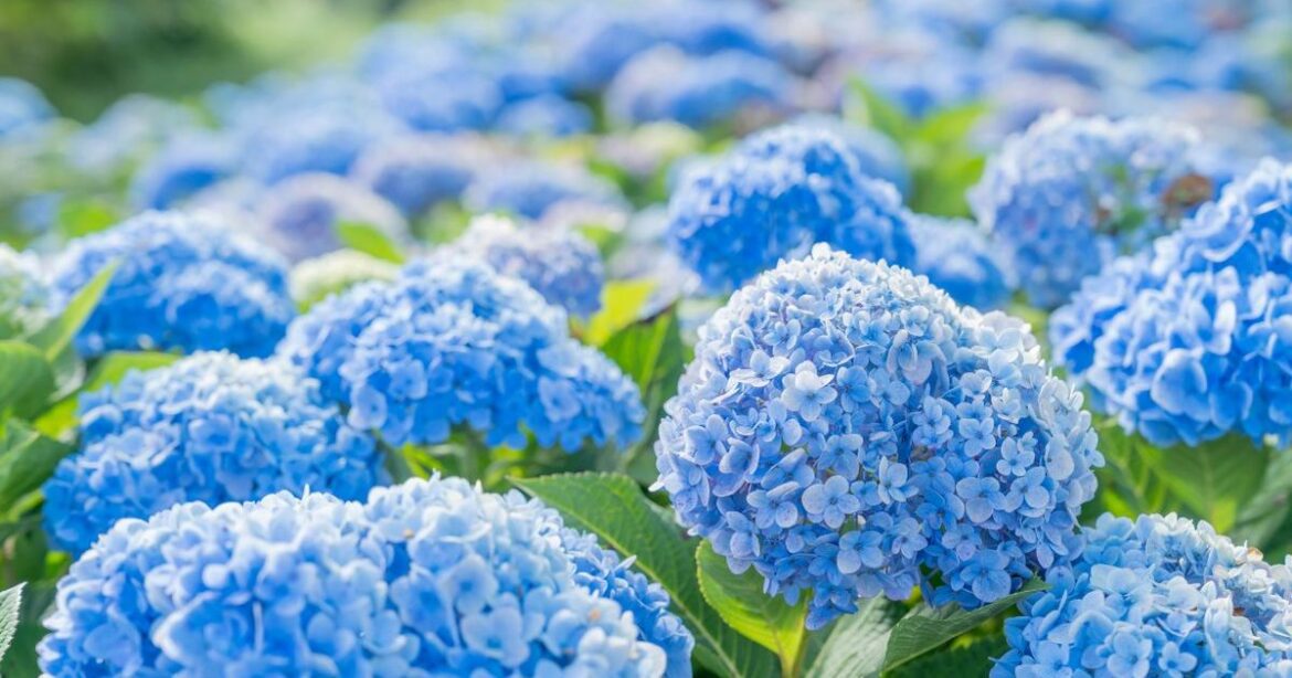 ‘Massive’ pastel blue Hydrangea that ‘blooms 30 flowers in first season’ is now half-price Ipso logo