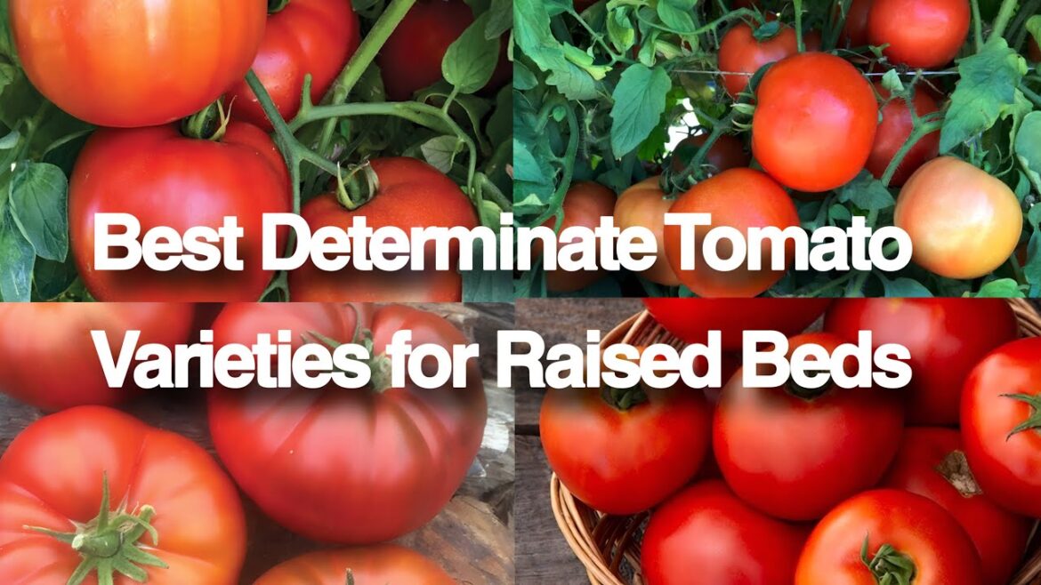 Best Determinate Tomato Varieties for Raised Beds 🍅🍅🍅 Best Determinate Tomato Varieties for Raised Beds 🍅🍅🍅