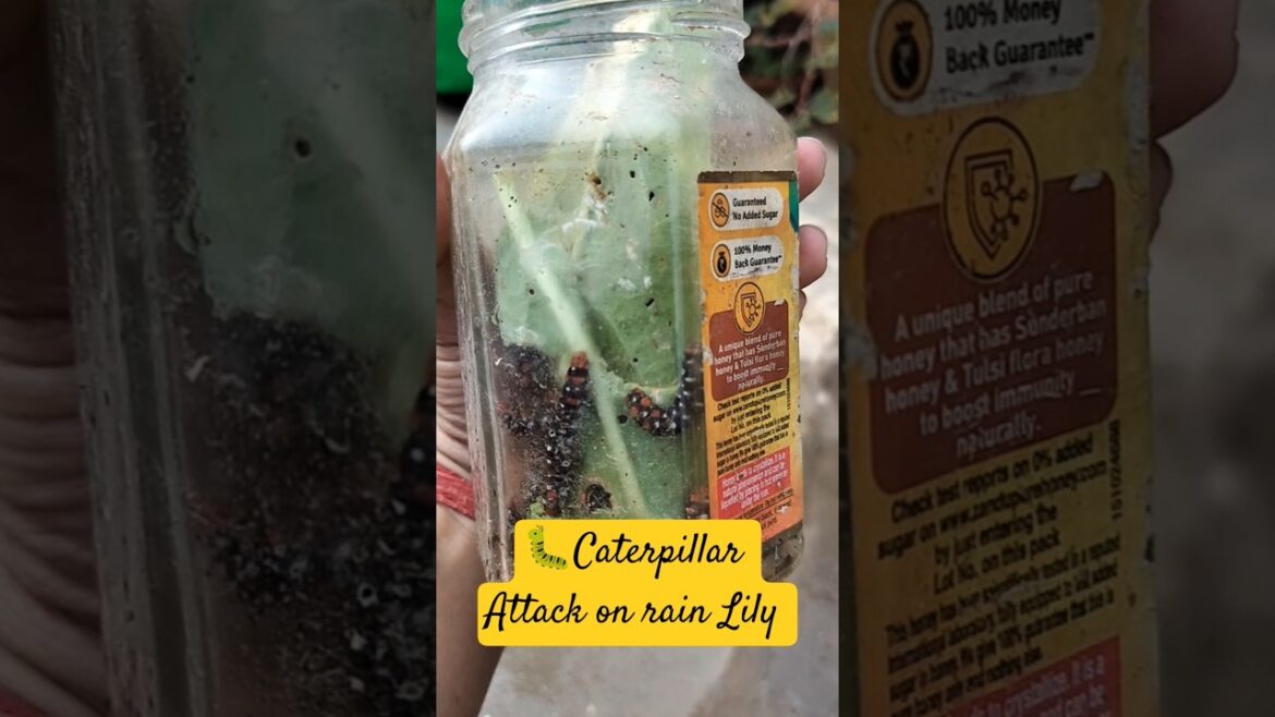 Caterpillars eating a whole leaf, Caterpillar Pooping, Attack on plans #plants #caterpillar #garden