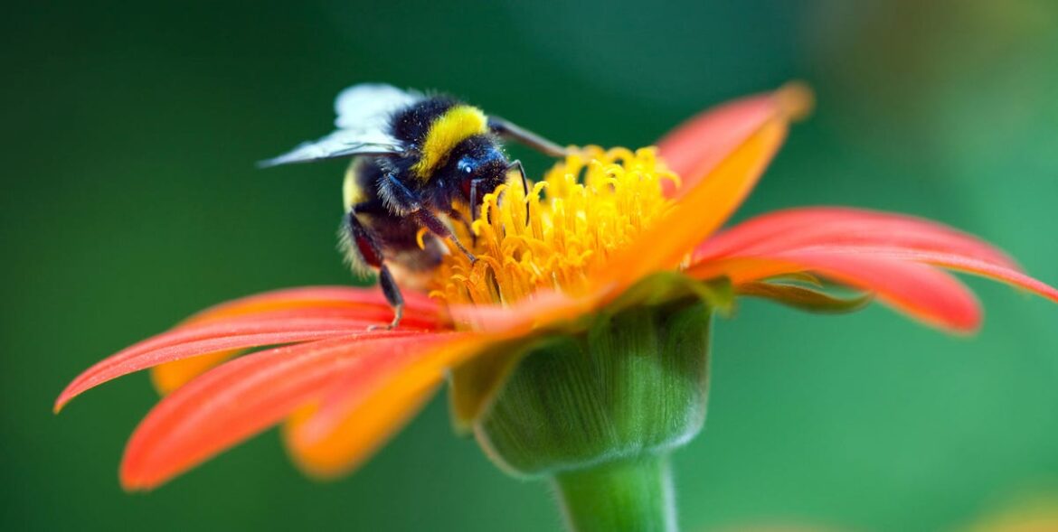 10 Bee-Friendly Flowers That’ll Make Your Garden a “Pollinator Paradise” 10 Bee-Friendly Flowers That'll Make Your Garden a "Pollinator Paradise"