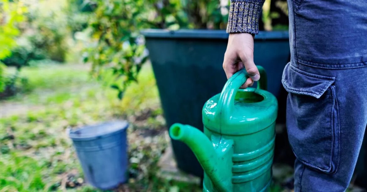 Gardeners urged to save rain water immediately for crucial reason Ipso logo