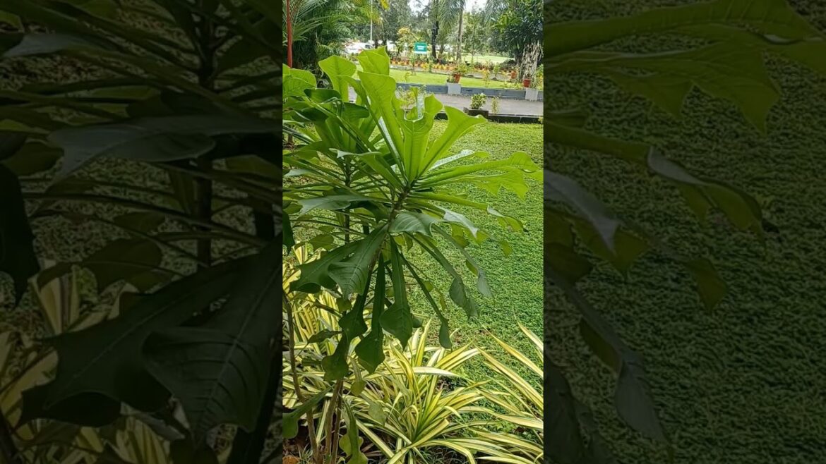 Gardening craft#johngeo