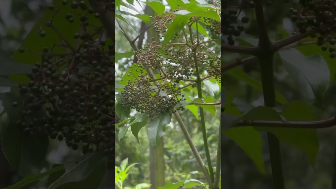 You should grow edible landscape #elderberry You should grow edible landscape #elderberry
