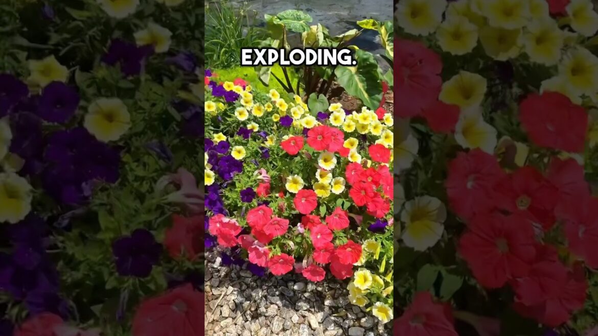 3 Tips of Growing Lush Petunias in the Summer #gardening #provenwinners #supertunias #petunias